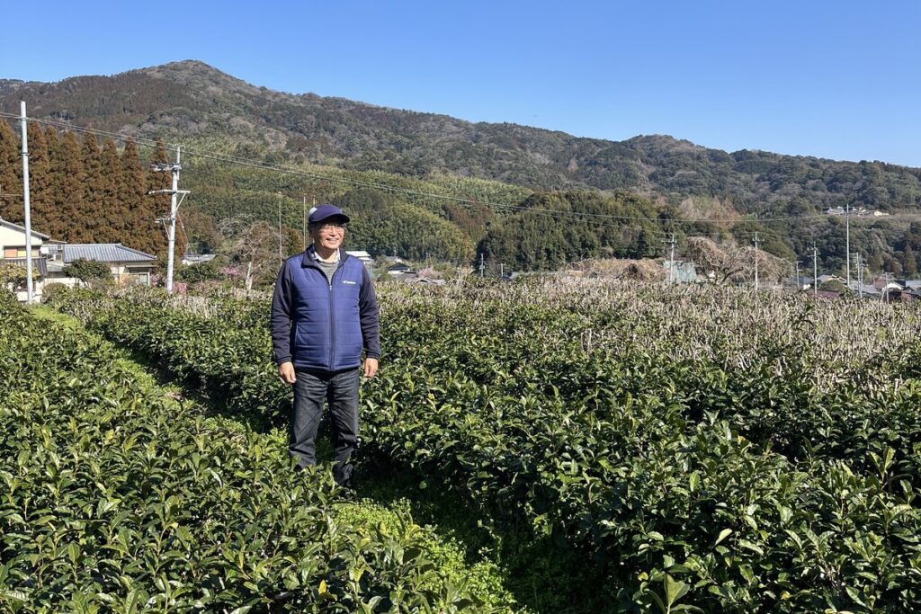 脊振山を背に広がる栄西茶の茶畑
