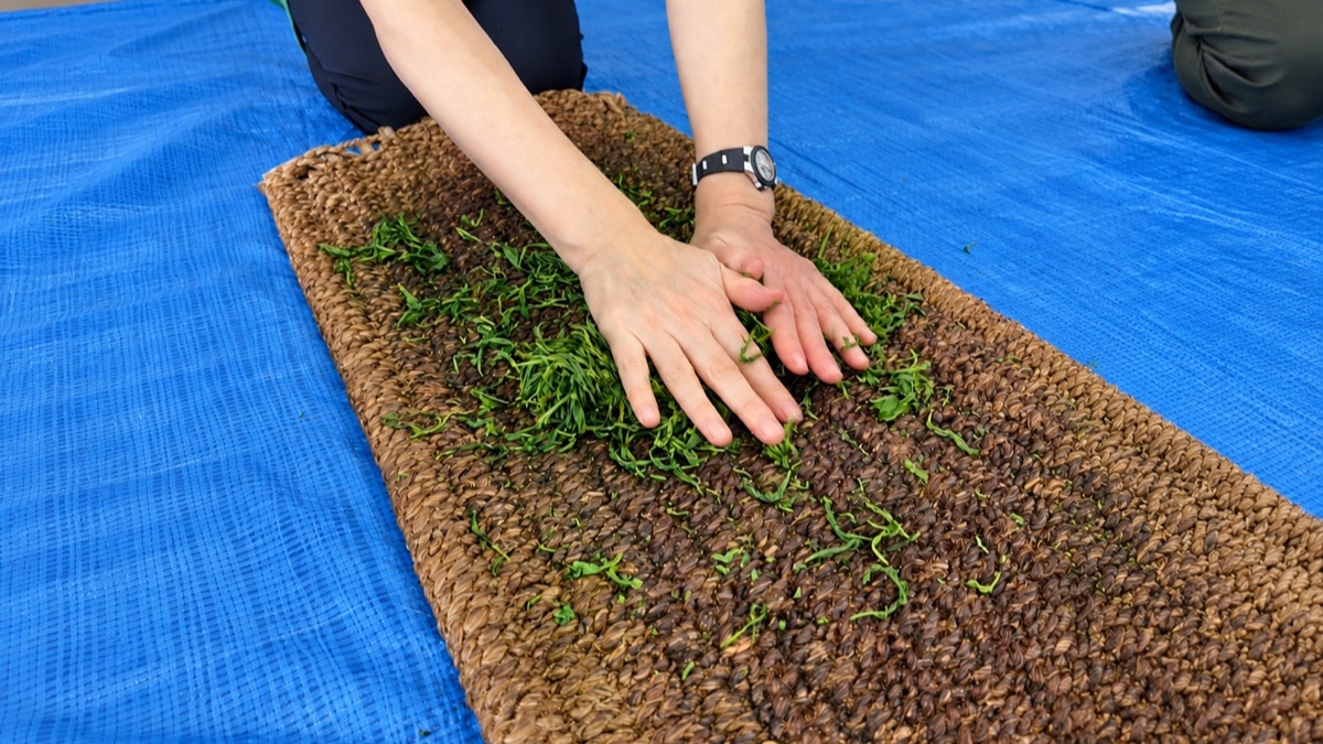 松隈の茶畑で栄西茶の手もみ工程を体験する参加者の様子