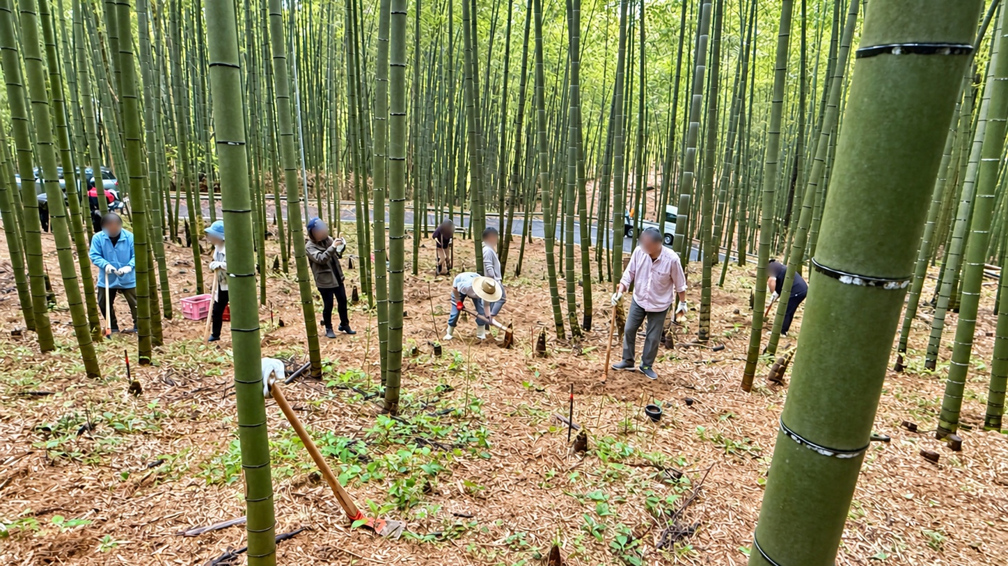 松隈の竹林でタケノコ掘り体験をする参加者の様子